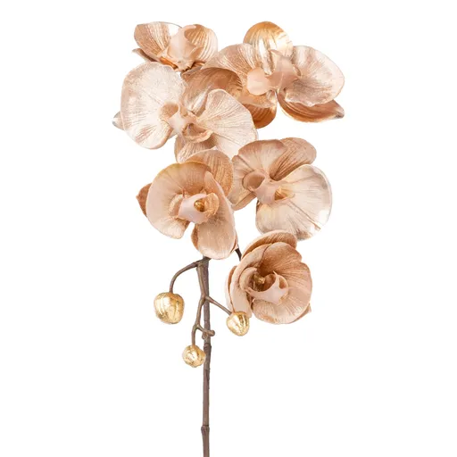 Phalenopsis
